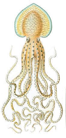 Pinnoctopus httpsuploadwikimediaorgwikipediacommonsthu