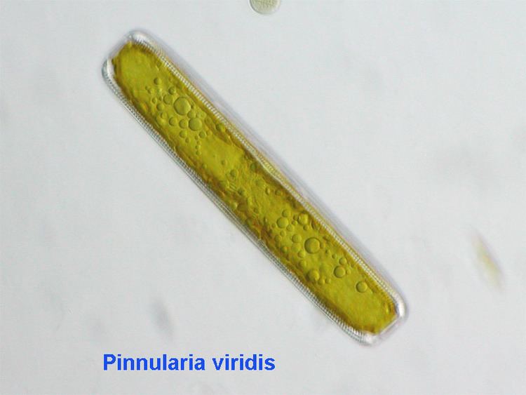 Pinnularia Pinnularia Wikipedia