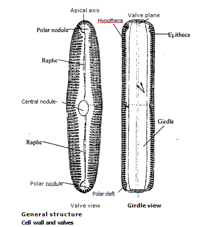 Pinnularia TYPE Pinnularia occurance reproduction amp division Biology Boom