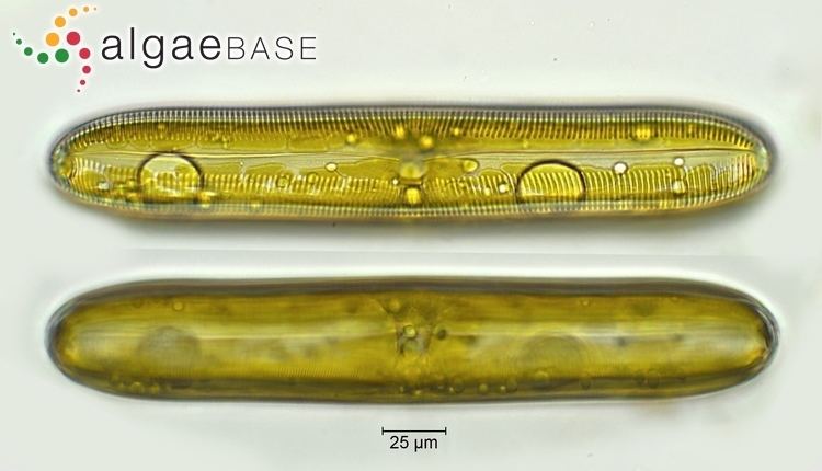 Pinnularia Pinnularia dactylus Ehrenberg Algaebase