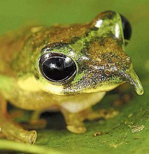 Pinocchio frog Tiniest wallaby Pinocchio frog discovered in Papua39s Eden