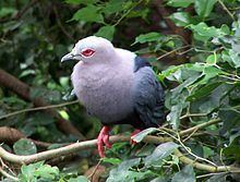 Pinon's imperial pigeon httpsuploadwikimediaorgwikipediacommonsthu