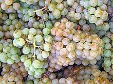 Pinot blanc httpsuploadwikimediaorgwikipediacommonsthu