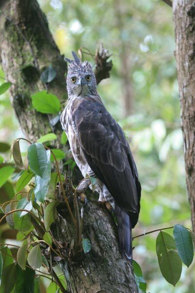 Pinsker's hawk-eagle orientalbirdimagesorgimagesdata1nisaetuspinske
