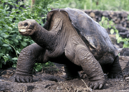 Pinta Island tortoise Pinta Island Tortoise l Lonesome George Our Breathing Planet