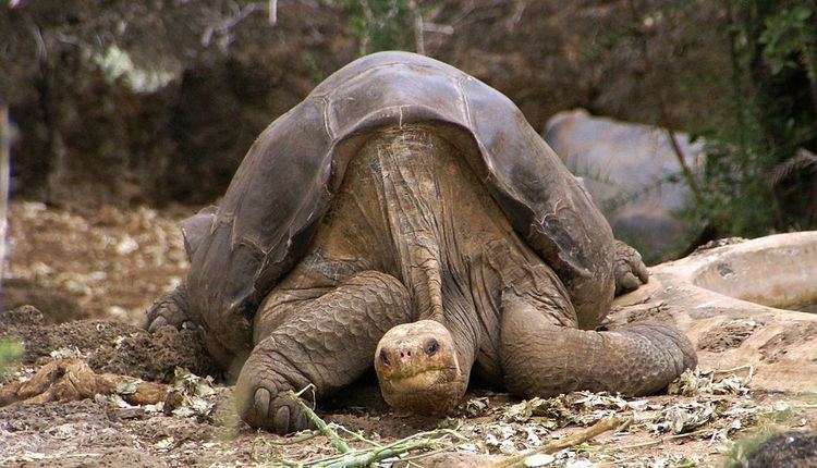 Pinta Island tortoise Pinta Island tortoise 8 species on life support MNN Mother