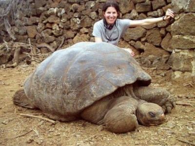 Pinta Island tortoise Pinta Island Tortoise