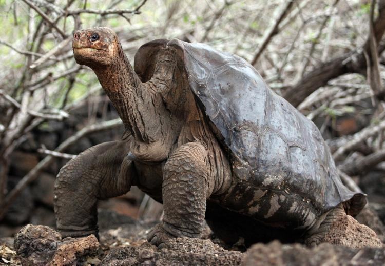 Pinta Island tortoise Pinta Island Tortoise Lonesome George story Thfirecom