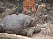 Pinta Island tortoise httpsuploadwikimediaorgwikipediacommonsthu