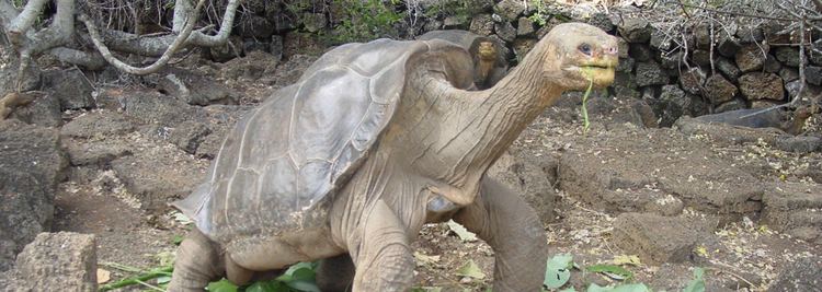 Pinta Island tortoise Lonesome George Galapagos Conservancy