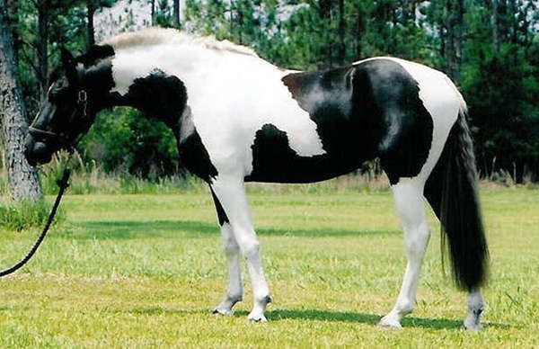 Pinto horse Pinto Horse Coat White Pattern The Equinest
