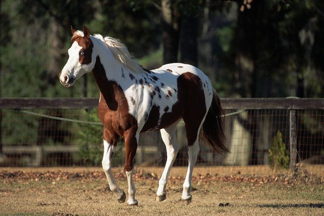 Pinto horse pinto horse TotallyHorseCrazyandHorseStories