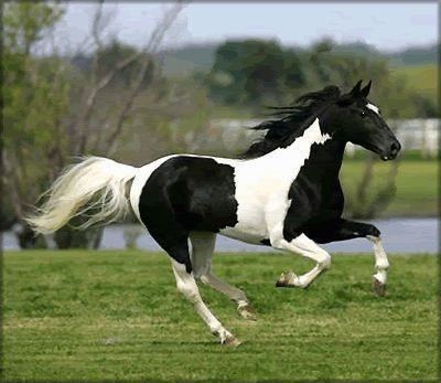 Pinto horse How to tell the difference between a Palomino and Pinto horse Quora