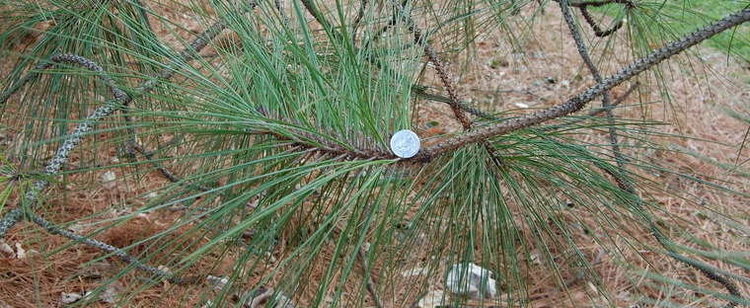 Pinus × sondereggeri davesgardencomguidespfthumbnailphpimage2008