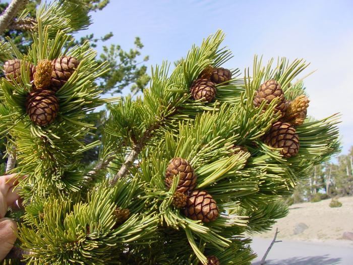 Pinus albicaulis Pinus albicaulis Wikimedia Commons