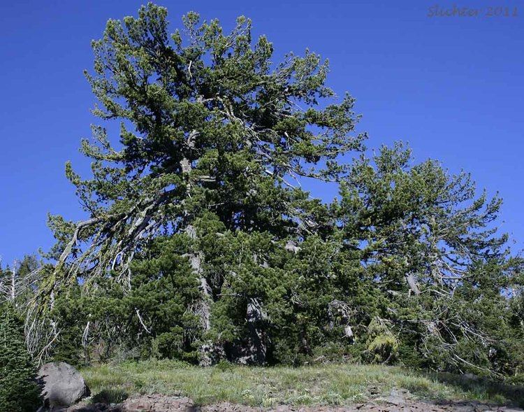 Pinus albicaulis Pine Pinus albicaulis Synonym Apinus albicaulis