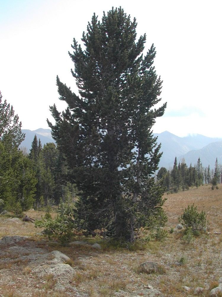 Pinus albicaulis pine Pinus albicaulis