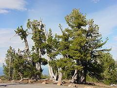 Pinus albicaulis Pinus albicaulis Wikipedia