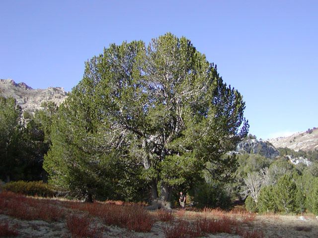 Pinus albicaulis wwwconifersorgpipiaalbicaulis01jpg