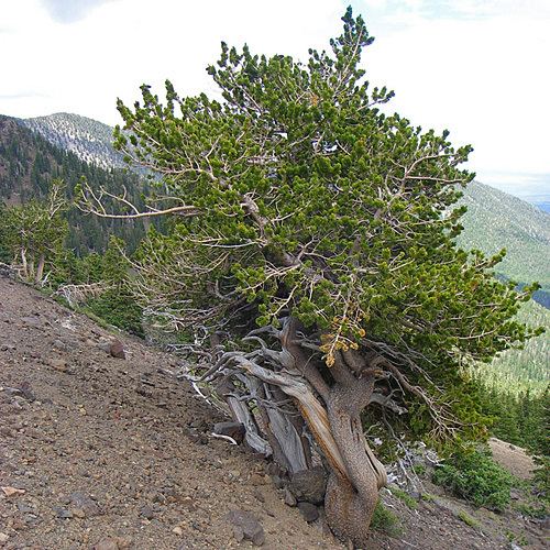 Pinus aristata Pinus aristata