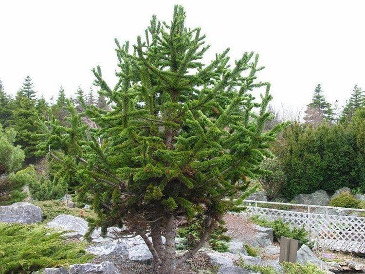 Pinus aristata PlantFiles Pictures Bristlecone Pine Foxtail Pine Hickory Pine