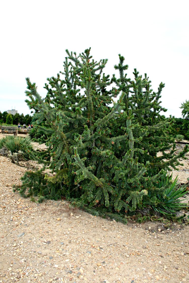 Pinus aristata FilePinus aristata 1jpg Wikimedia Commons