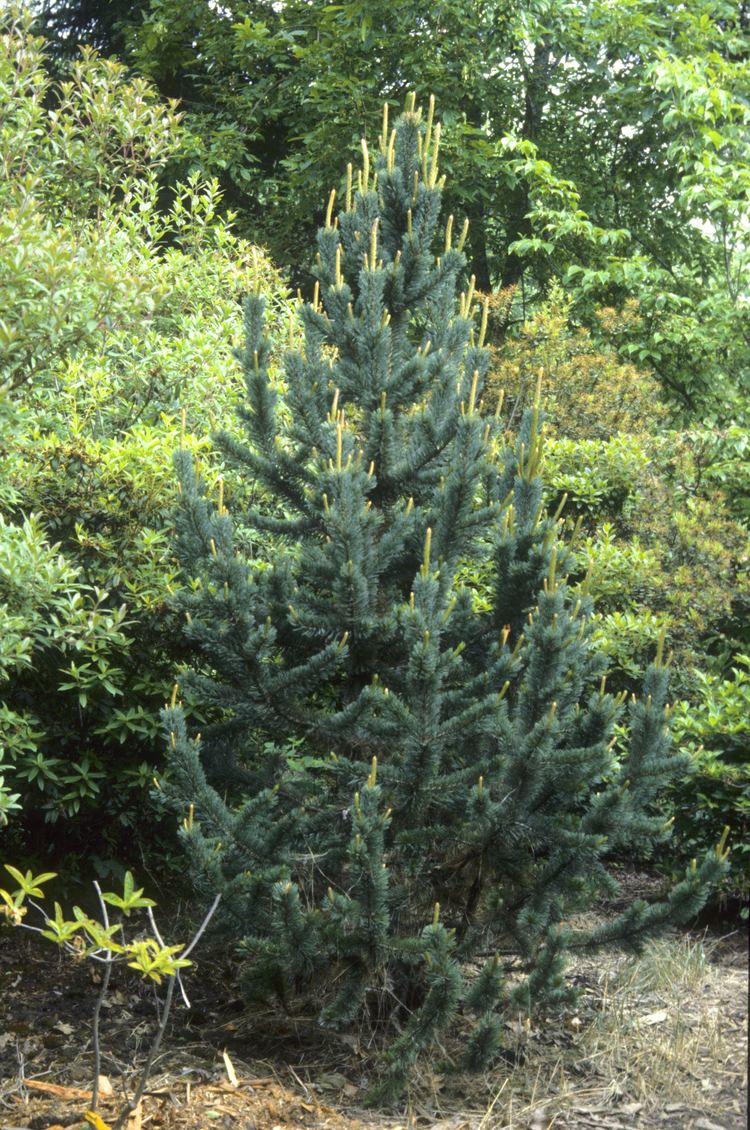 Pinus aristata Pinus aristata Bristlecone Pine Rocky Mountain Bristlecone Pine