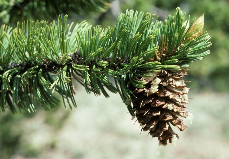 Pinus aristata Pinus aristata Wikimedia Commons