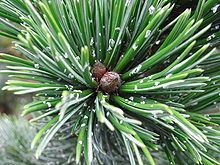 Pinus aristata httpsuploadwikimediaorgwikipediacommonsthu