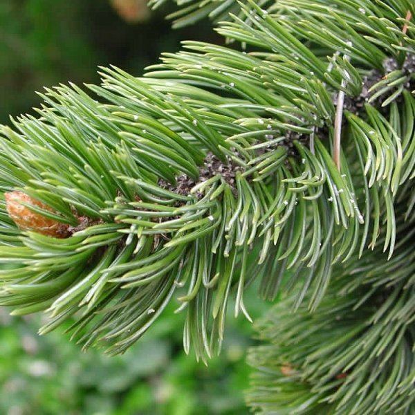Pinus aristata PINUS ARISTATA Bristlecone Pine