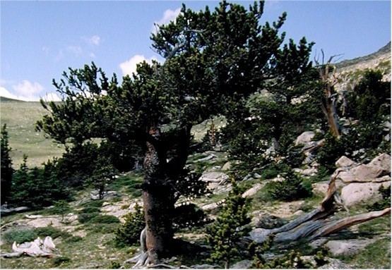 Pinus aristata Pinus aristata Wikipedia