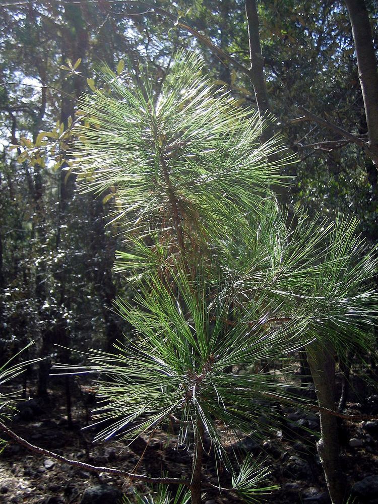 Pinus arizonica httpsuploadwikimediaorgwikipediacommonsthu