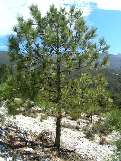 Pinus arizonica Pinus arizonica var stormiae pino real description