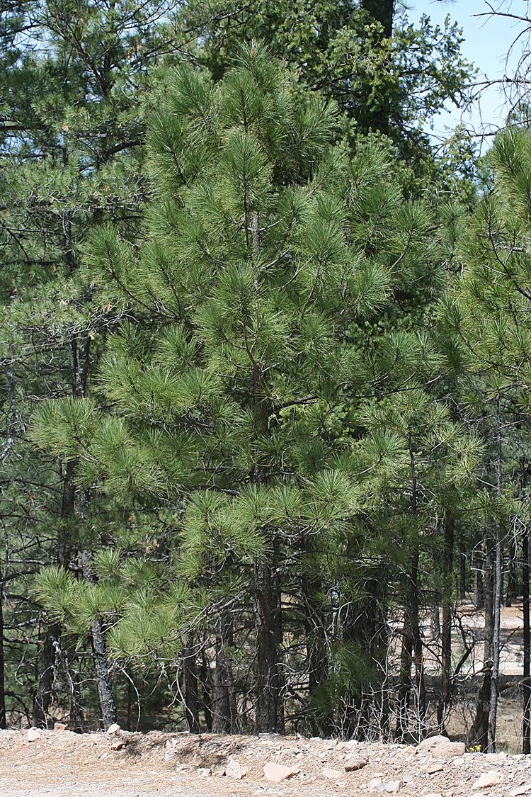Pinus arizonica Vascular Plants of the Gila Wilderness Pinus arizonica