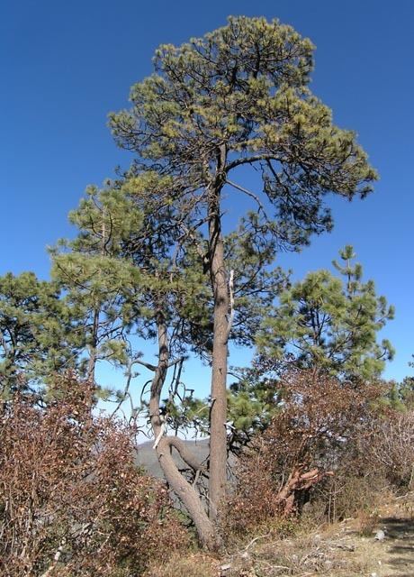 Pinus arizonica Pinus arizonica Arizona pine pino de Arizona description The