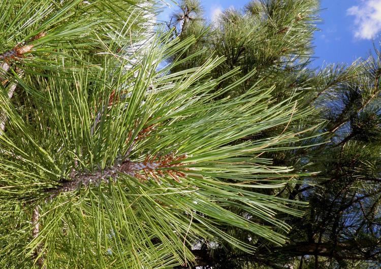 Pinus arizonica SEINet Arizona Chapter Pinus arizonica