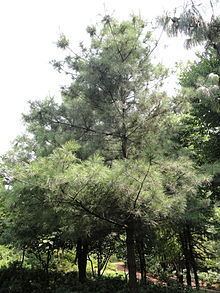 Pinus armandii httpsuploadwikimediaorgwikipediacommonsthu