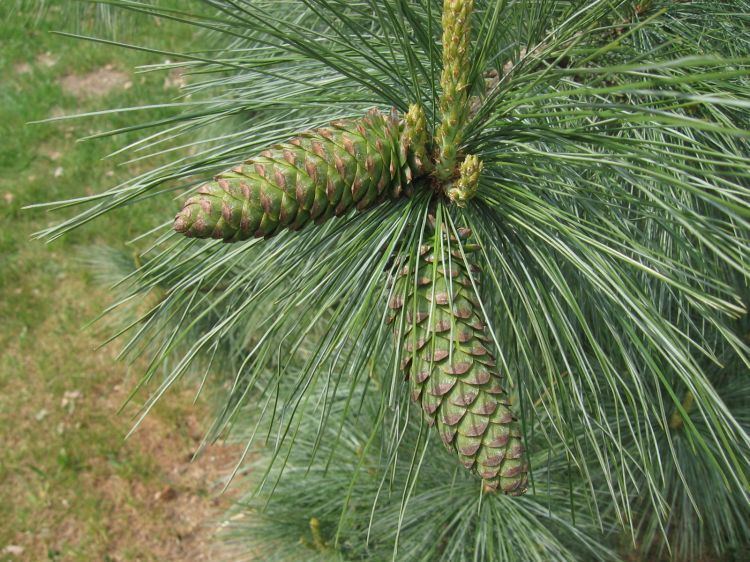 Pinus ayacahuite Pinus ayacahuite Mexican White Pine Image BioLibcz