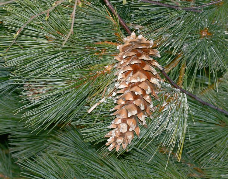 Pinus ayacahuite FilePinus ayacahuite cones 1jpg Wikimedia Commons
