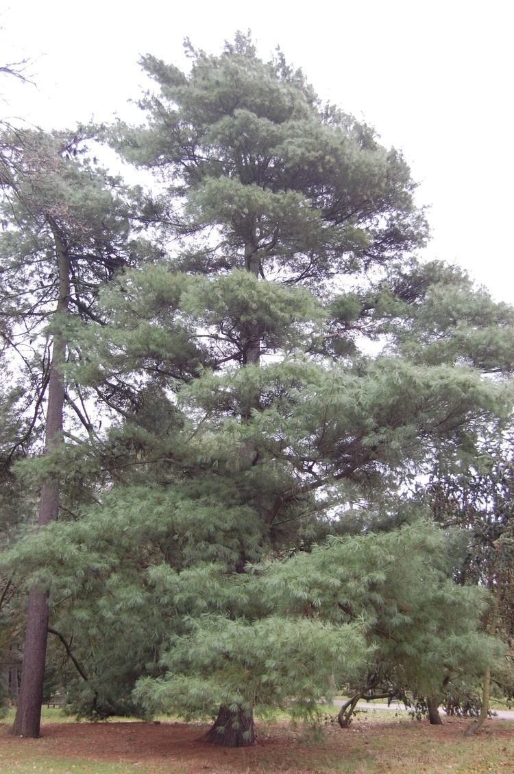 Pinus ayacahuite davisla2fileswordpresscom201203pinusayacahu
