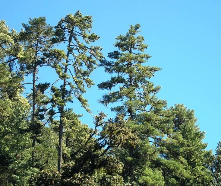 Pinus ayacahuite Pinus ayacahuite Pinabete description The Gymnosperm Database