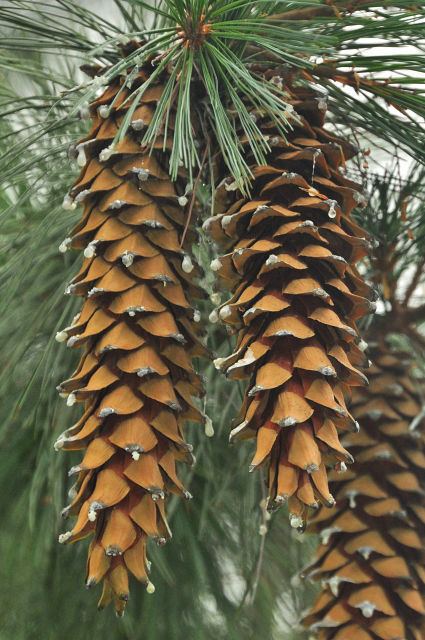 Pinus ayacahuite Image Pinus ayacahuite Mexican White Pine BioLibcz
