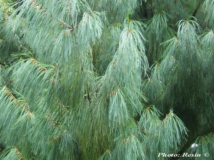 Pinus bhutanica conifersgardencomimagessourcePinusbhutanicajpg