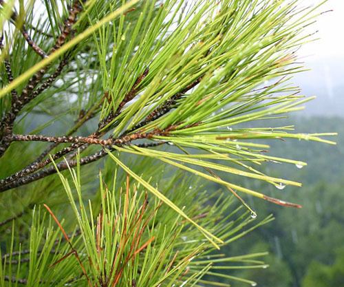 Pinus brutia Pinus brutia EUFORGEN European forest genetic resources programme