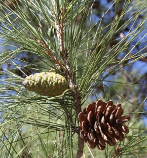 Pinus brutia Pinus brutia Calabrian pine Turkish pine