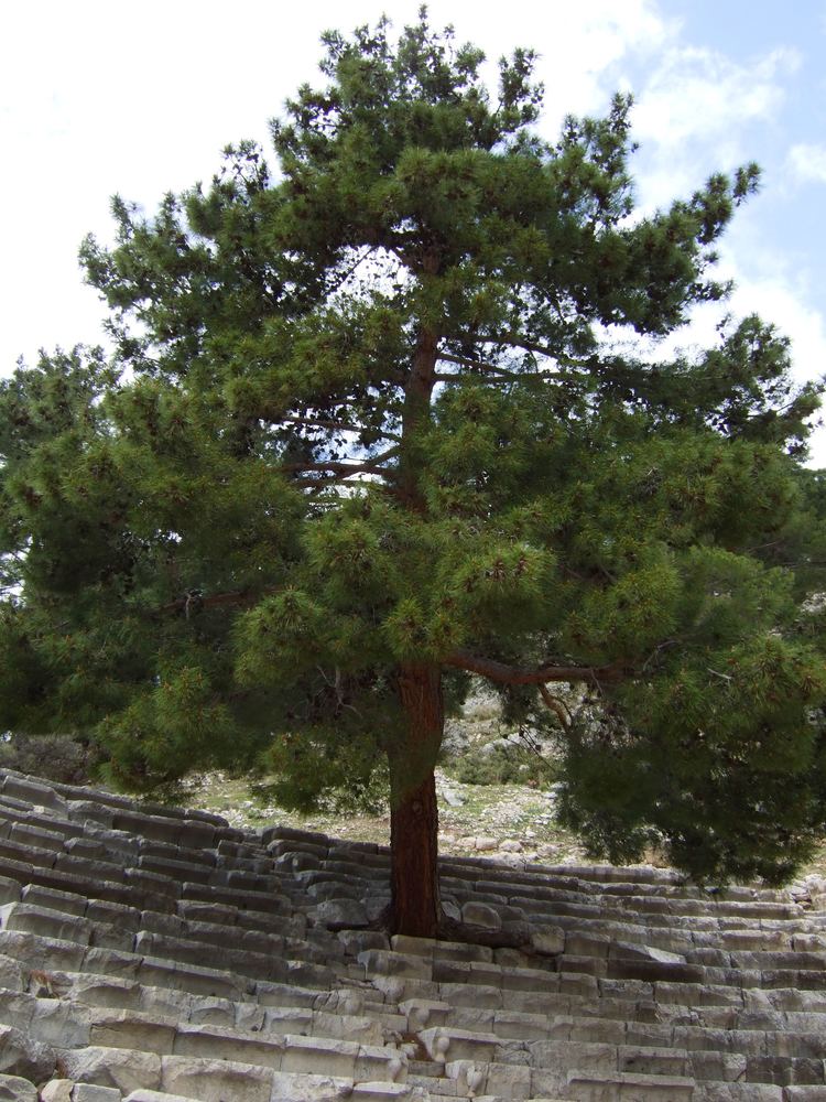 Pinus brutia FilePinus brutia Arykanda 1jpg Wikimedia Commons