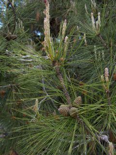Pinus brutia httpsuploadwikimediaorgwikipediacommonsthu