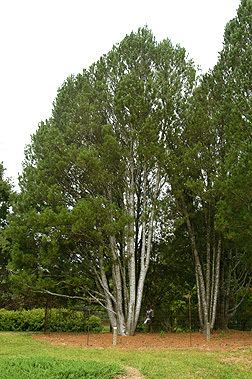 Pinus bungeana Pinus bungeana Fact Sheet