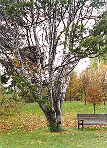 Pinus bungeana httpsuploadwikimediaorgwikipediacommonsthu