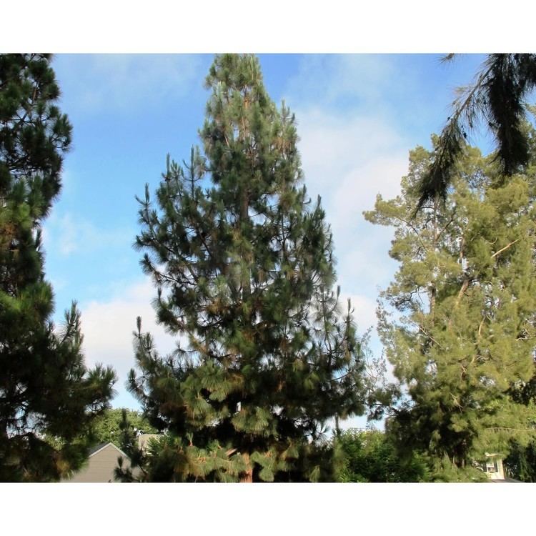 Pinus canariensis Pinus canariensis Deer Resistant Screen Boething Treeland Farms